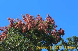 IMG_1523