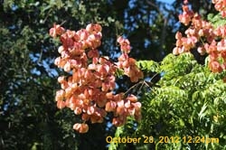 IMG_1529