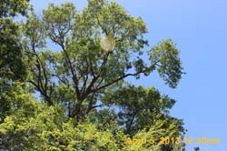 IMG_6333