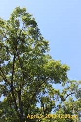 IMG_6334