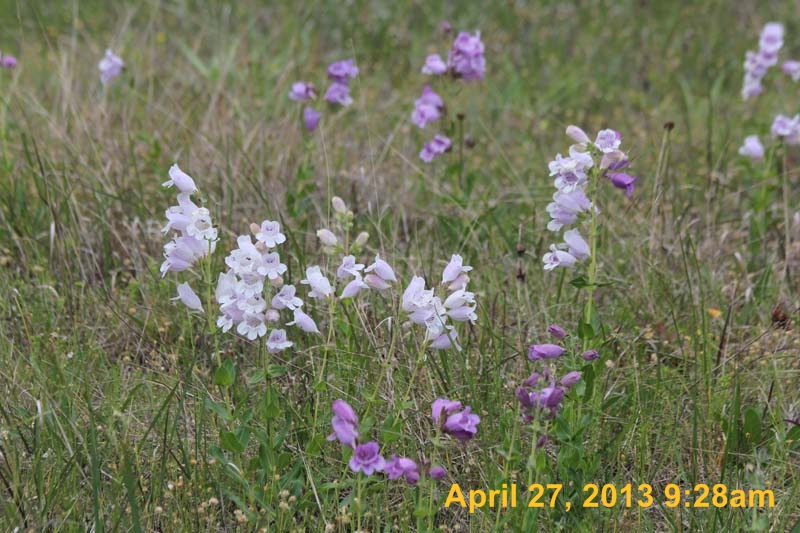 IMG_2118