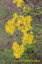 IMG_8907