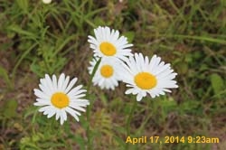 IMG_8934