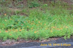 IMG_9351