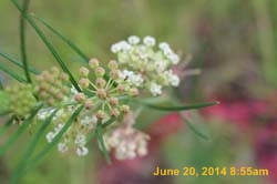 IMG_9421