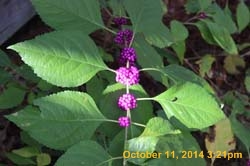 IMG_0031