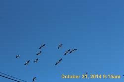 IMG_2981