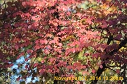 IMG_2998