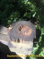 IMG_4952