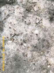 IMG_1063