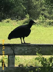IMG_0966