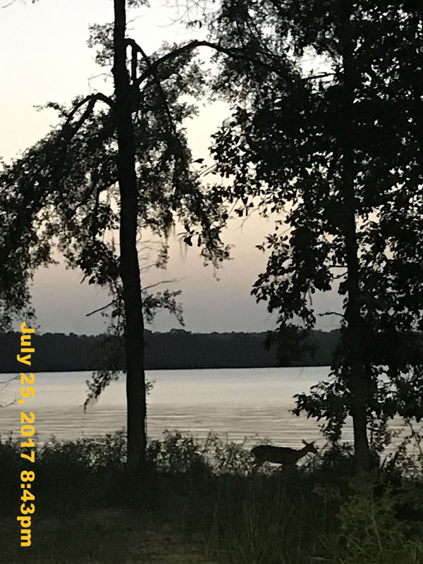 IMG_4239