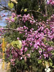 IMG_3784